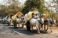 Medaram-Jathara-From-Bullock-cart-to-helicopter-Photos-3