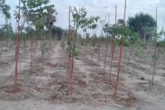 Sri-G.Jagadish-Reddy-one-Lakh-Mega-plantation-program-in-Nalgonda-Municipality-3