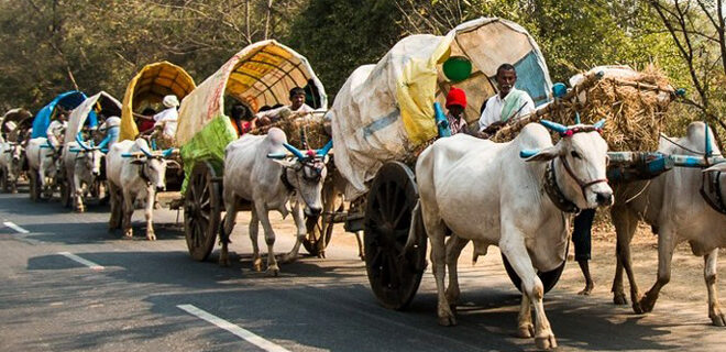 Medaram Jathara - From Bullock cart to helicopter Photos