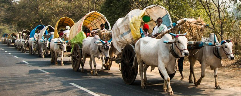 Medaram Jathara - From Bullock cart to helicopter Photos